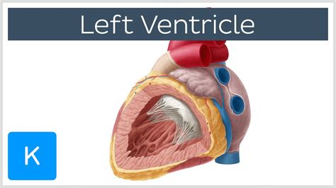 what does the left ventricle mean